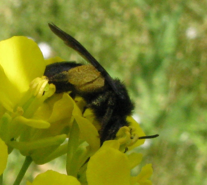 Andrena morio F (Apidae Andreninae)